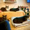 homeofgraycats