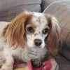 mollykutyus_