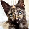 cat_lucrecia