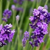 lavanda305