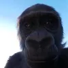 spargator_de_pasarici