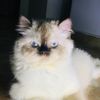 meegoen