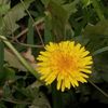 cristal_estelar_therian