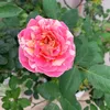thuynguyen59893
