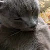 suecatinthehat