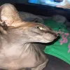 maksimuschka