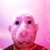 pibble_lover32