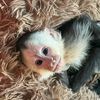lifewitholiverthemonkey