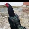 radenrahmad17