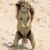 satirical_squirrel
