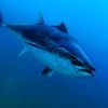 _fish_099
