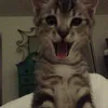 mzcmox