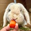 biggiesmolbun