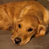 charlie_my_favorite_dog