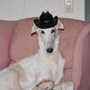 chamoythecowboyborzoi