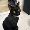 blackcats940