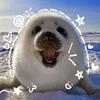 seal_sealy