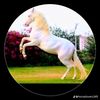 zulfiqar.ali.348