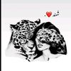 shahdosama2222