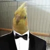 bejamim_e_tata
