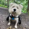 Jack_the_westie_inwheels