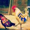 ngabers154
