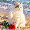 fahimaafrin80