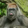mrmonkeyman27