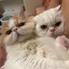 Mingo & Kikko 🐈🐈