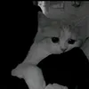 koalka5