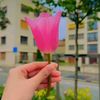 _marowa1