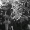 shoanislam11