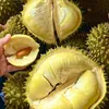 thichsaurieng686