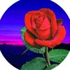 🇳🇪ibrahim__ib_227✅️