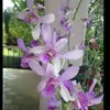 thanhtuong699