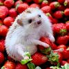 kirill_ff2