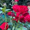 millathossain2278