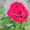 kha_dija982