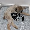 merepointpoodle
