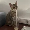 farfalla.thecat