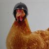 gallina_con_casco