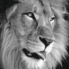 ehsanahmad8406