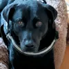 lilybeauceron