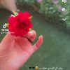 ahood14011