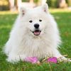 mike_samoyed