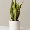 snakeplant0416