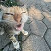 budak_no2