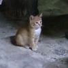 tah71_9
