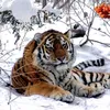 user690068130381anara