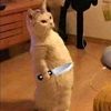 ucing_burik77